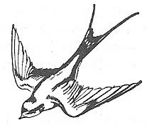 Scan_Pic0115.jpg bird_clipart picture by sarahjmorriss