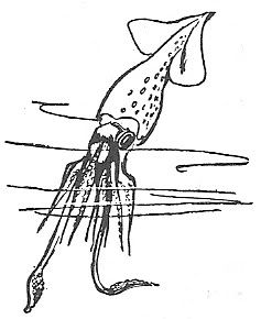 Scan_Pic0116.jpg squid_clipart picture by sarahjmorriss