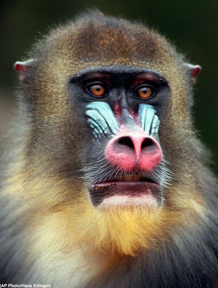 ls ugliest m baboon 02