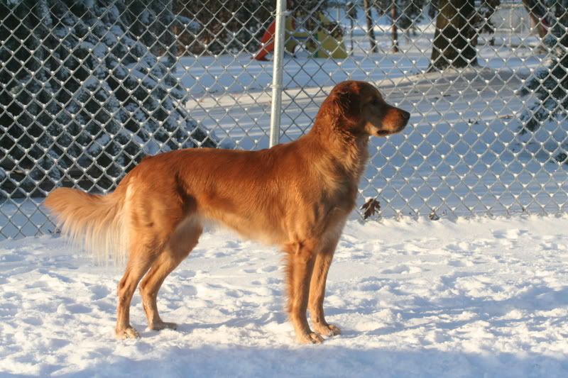 Little Head/Big Body Golden Retriever Dog Forums