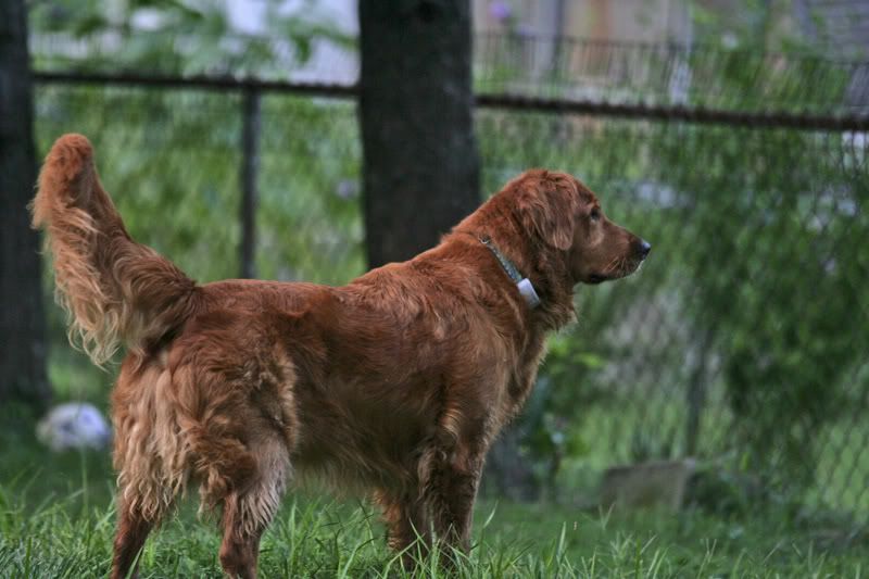 field golden retriever