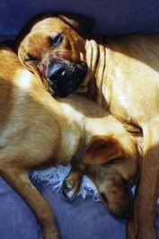 dogs.jpg sleepy image by jwg37