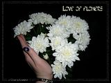 Love of flowers