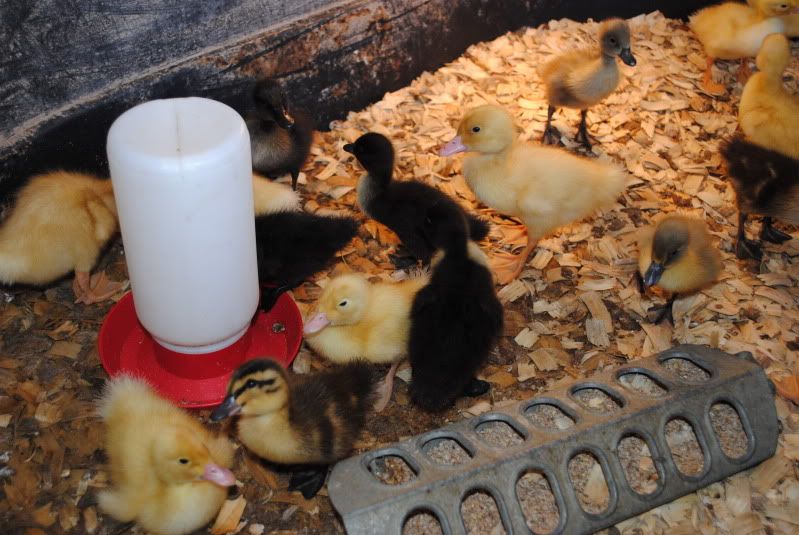 Chickens & Ducks at The Boyce Feed & Seed Chickens & Ducks at The Boyce Feed & Seed