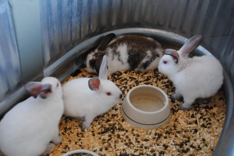Easter Bunnies at The Boyce Feed & Seed Easter Bunnies at The Boyce Feed & Seed
