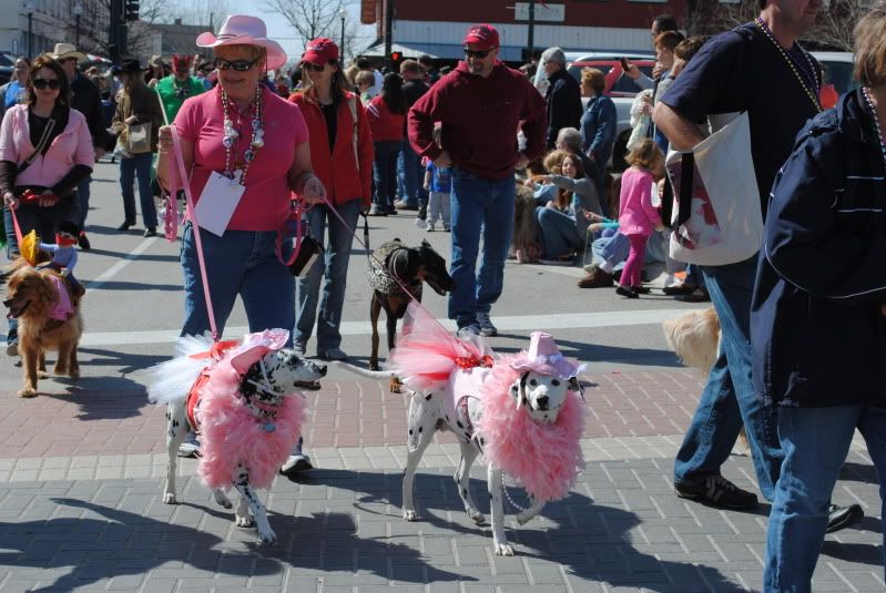 Costumed Dogs Costumed Dogs