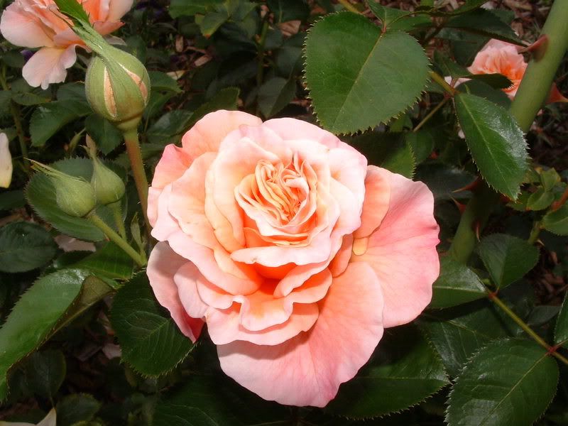 What's your favorite Buck rose?