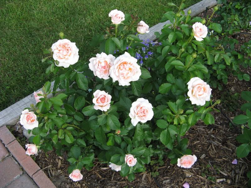 Peach Rose Bush