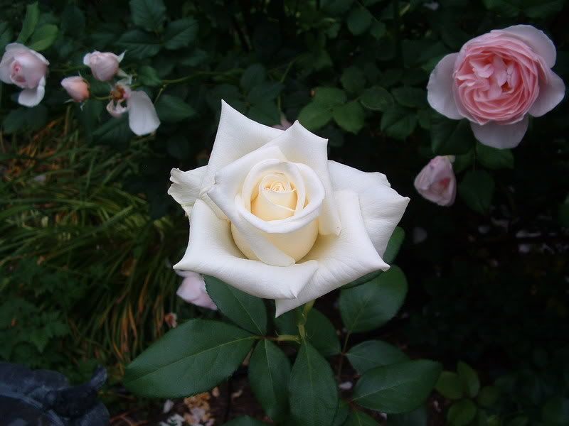 Photo Sharing and Video Hosting at Photobucket