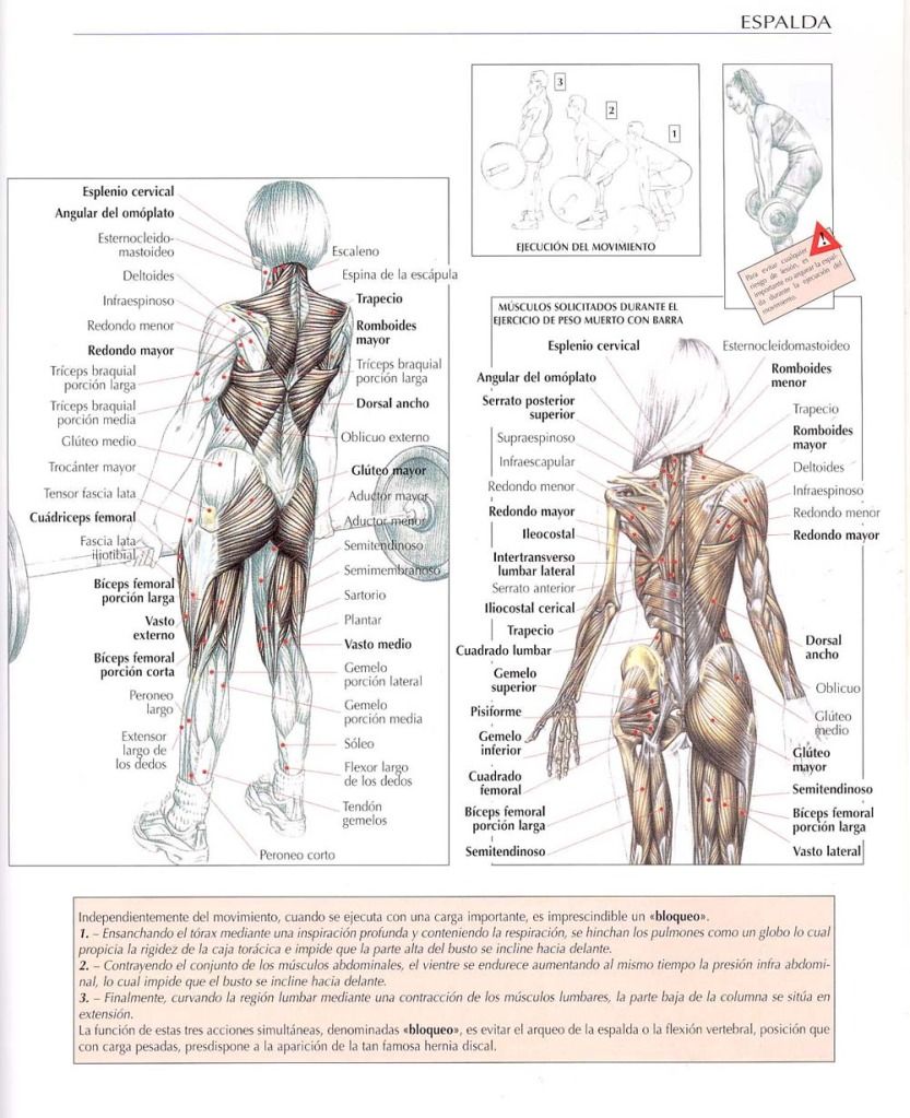 Como aumentar el pecho por la metodología
