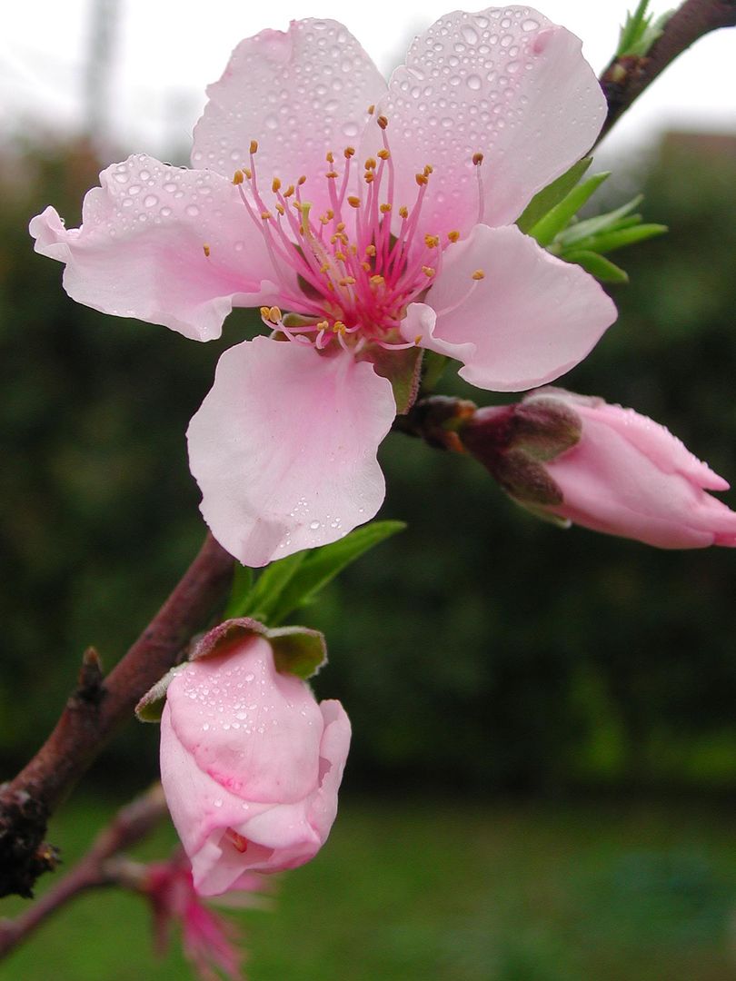 ͡ժǧᴧ/ Peach Blossom =ѹ繷ʢͧ Pictures, Images and Photos
