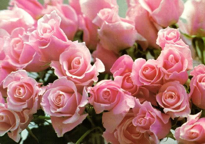 pink rose flower background. frilly pink roses Desktop