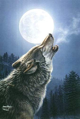 A Gray Wolf howling to the moon. Pictures, Images and Photos