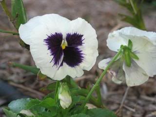 White Purple pansy