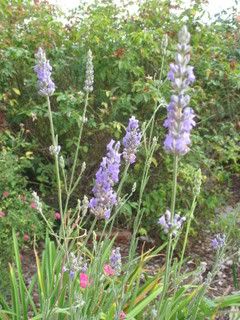 Lavendar blooms