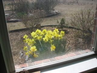 Window view daffs