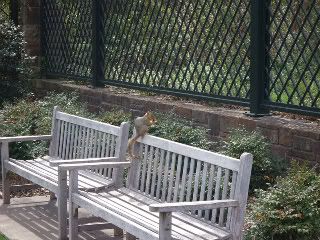 squirrel on bench FTBG