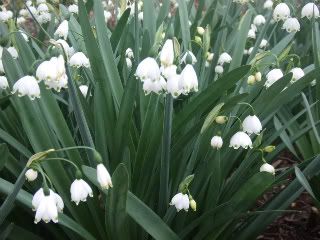 Lily of the Valley FTBG