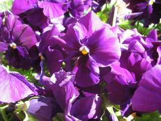 Purple pansies