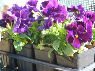 Purple pansies in plastic pots