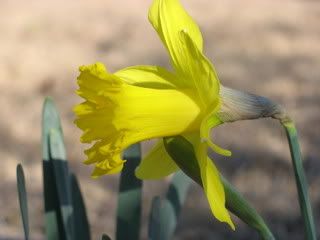 Daff close up