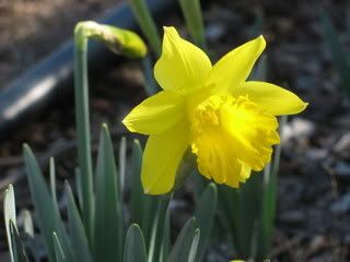 Lone Daffodil