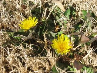 Dandelion duet