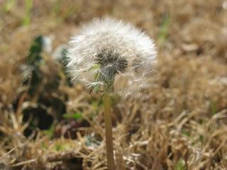 Dandelion Puff