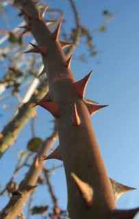 SOMBREUIL Thorns