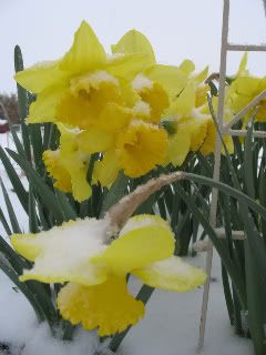 Snowy daffs