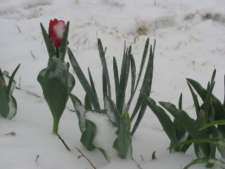 snowy tulip