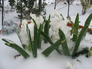 Hyacinths snow