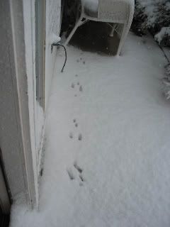 Bunny tracks on fr porch