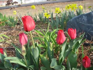Red tulips and daffs