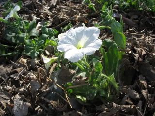 White petunia