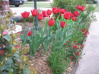 tulips and dianthus