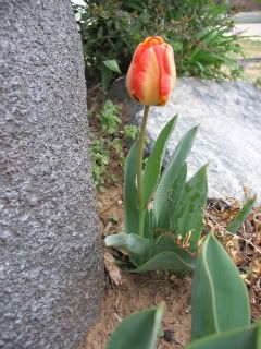 volunteer tulip