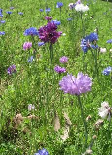 Wildflowers