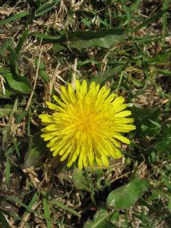 Dandelione close