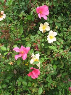 Mutabilis