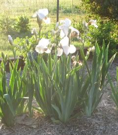 White Iris