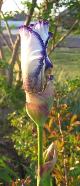 Furled Iris