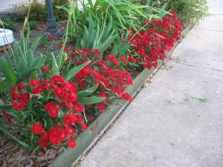 Red Dianthus