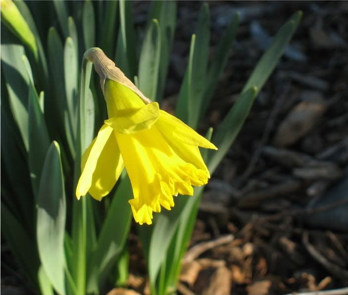 Daffodils