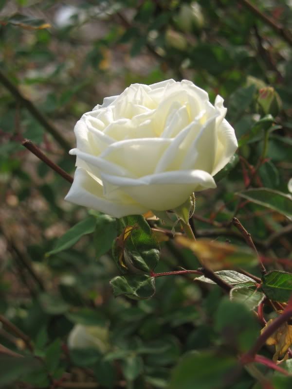Ducher rose