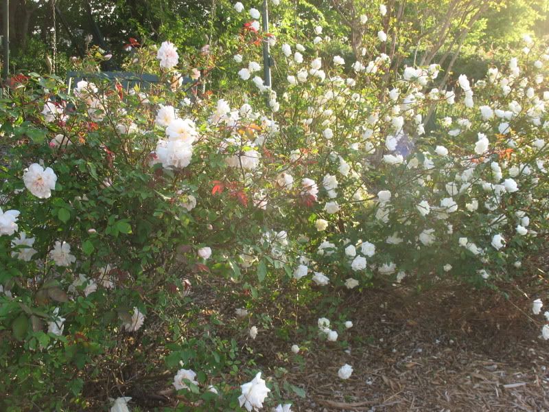 Ducher and the Greek Rose in Amy's Garden