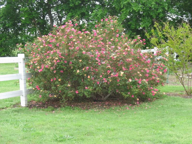 Mutablis Rose aka the butterfly Rose