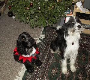 Xmasdogs.jpg