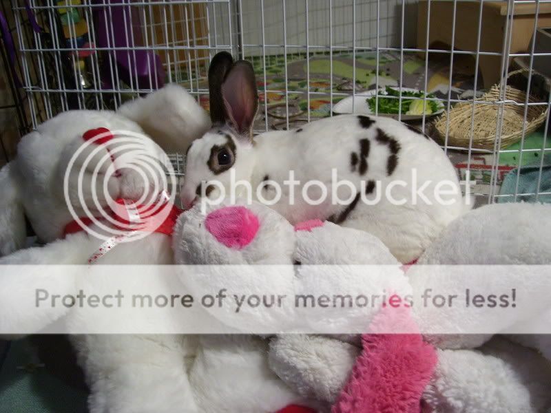 ET immitation- Where's the bunny?