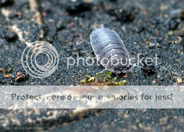 woodlouse. | flickr – 相片分享!